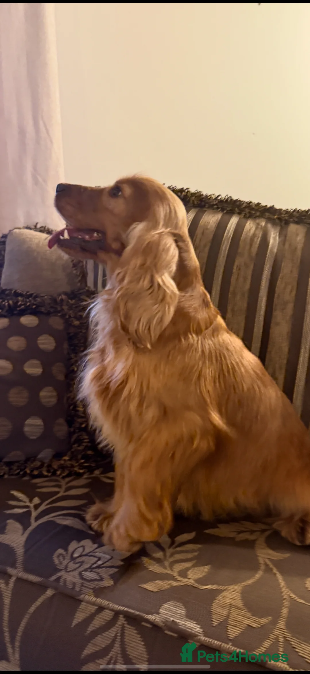 Cocker Spaniel dogs for sale: RKC reg. duel health scr. Show cocker spaniels  - Advert 11