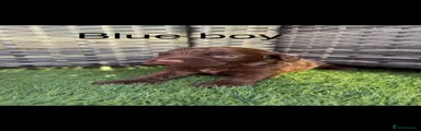 Cockapoo 1