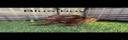 Cockapoo dogs for sale: Genetic clear cockapoo puppies - Advert 15