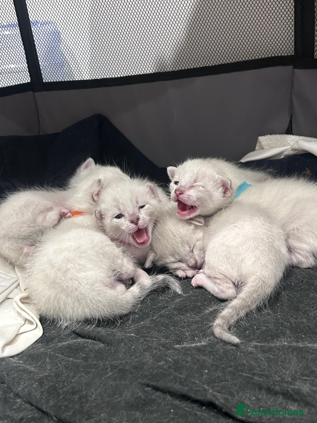 Siamese cats for stud: 🍫PROVEN CHOC POINT SIAMESE STUD🍫 - Image 6