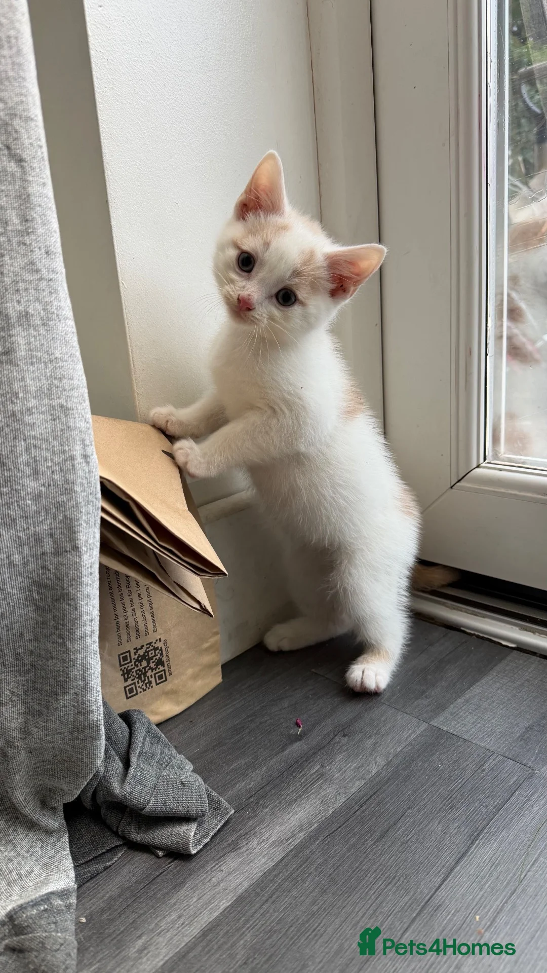 Mixed Breed cats for sale: 4 kittens looking forever homes - Advert 5