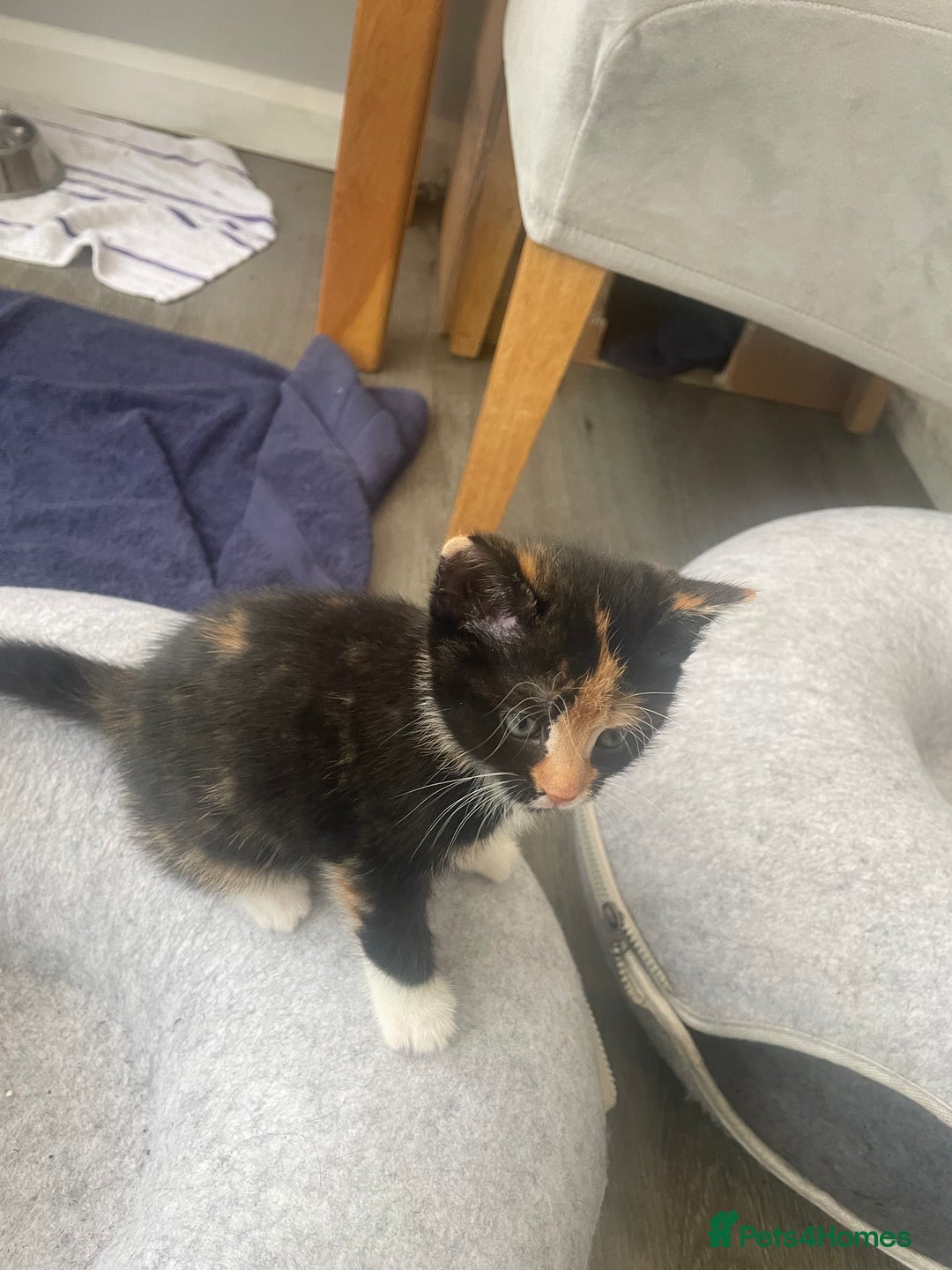 Domestic Shorthair cats for sale: Adorable kittens  - Image 10