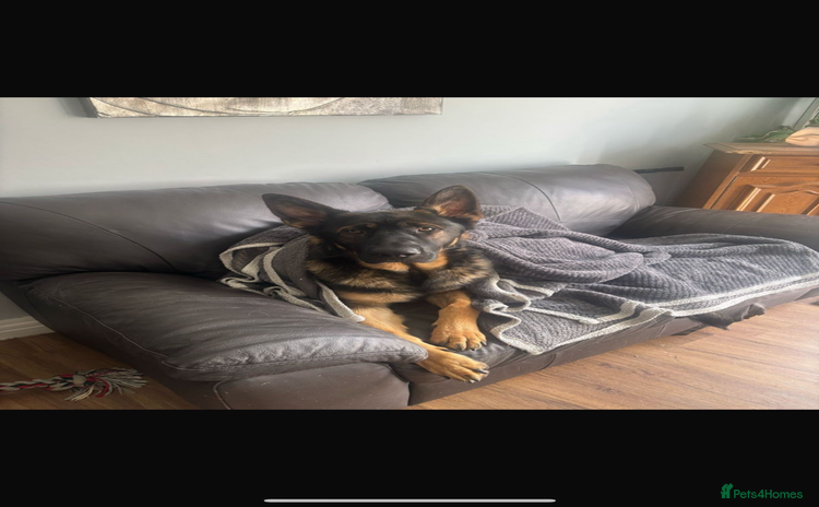 German Shepherd dogs - Advert 11