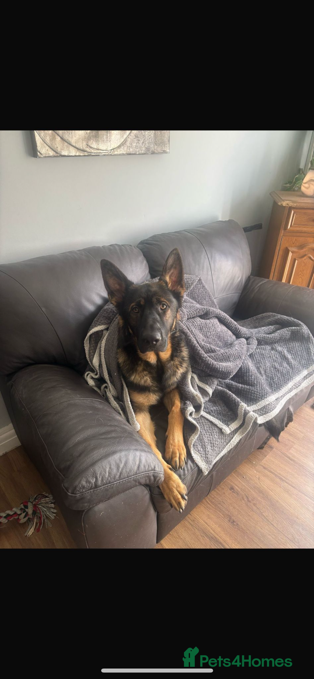 German Shepherd dogs for sale: 15 month old male German Shepherd Called BEAR, - Image 1