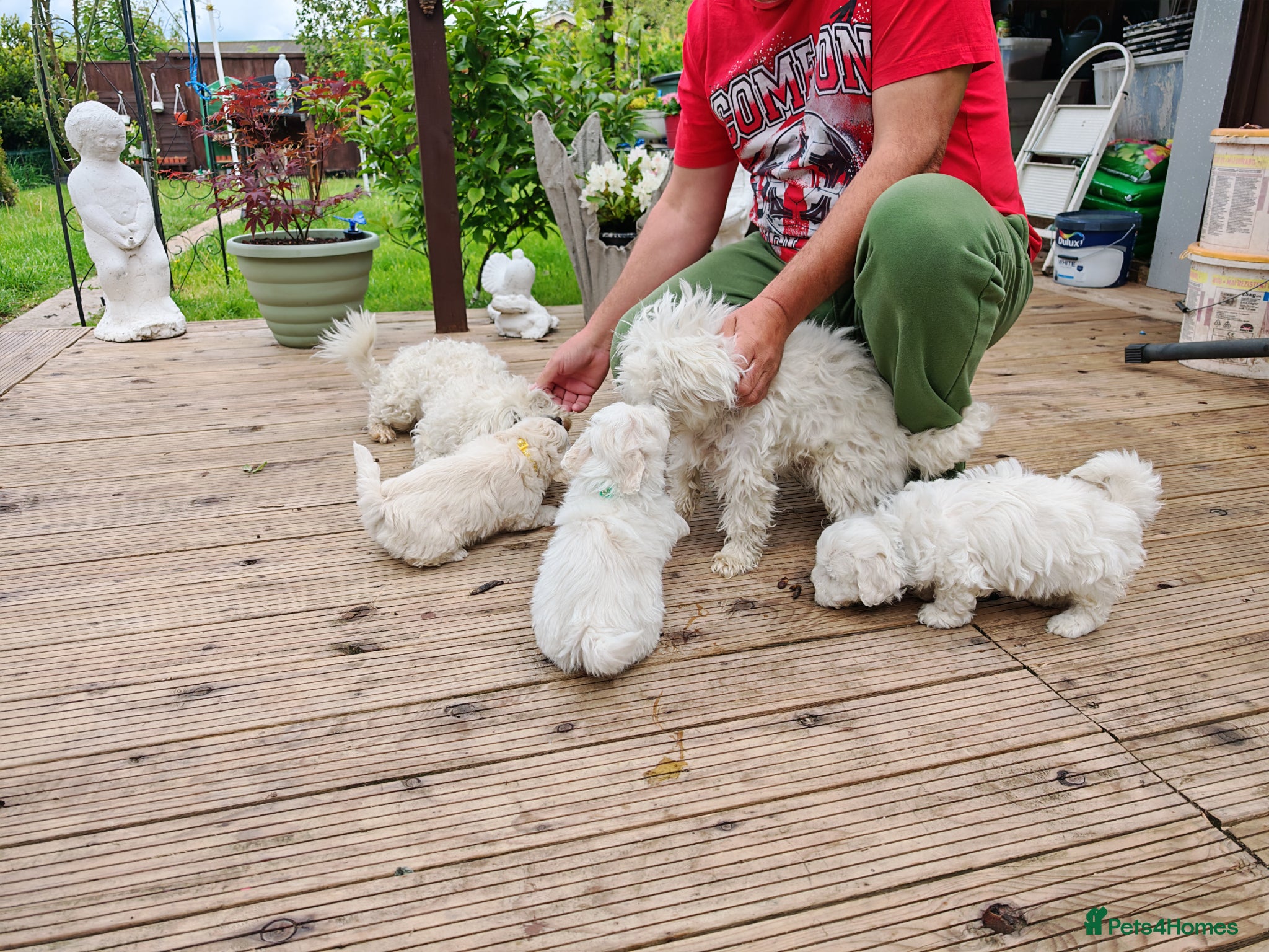 Bichon Frise dogs  6 Adorable Bichon Puppies 🐶 - Advert 4