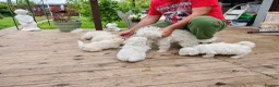 Bichon Frise dogs for sale:  6 Adorable Bichon Puppies 🐶 - Advert 1