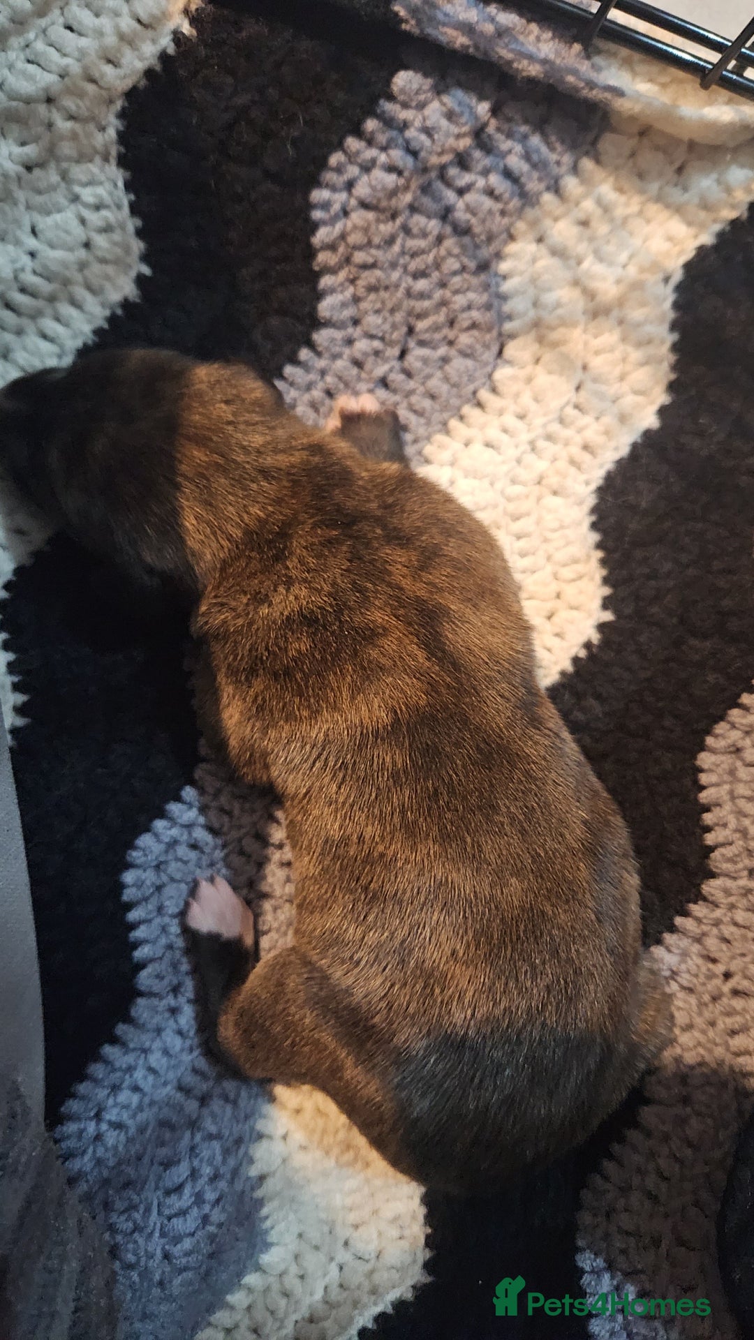 Whippet dogs for sale: 8 beautiful  brindle whippet  - Advert 16