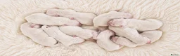 Golden Retriever dogs for sale: Newmiller Retrievers - Two Boys Avaliable  - Advert 11