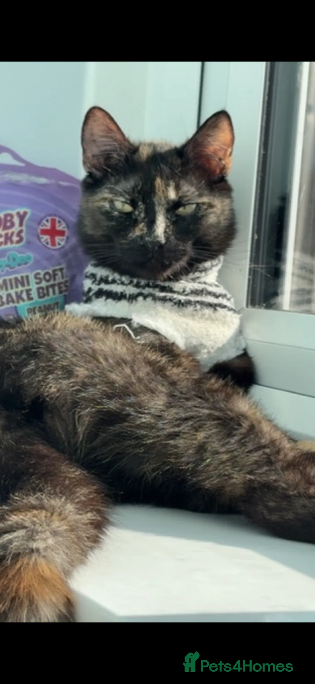 British Shorthair cats for sale: Female Cat for adoption  - Advert 5