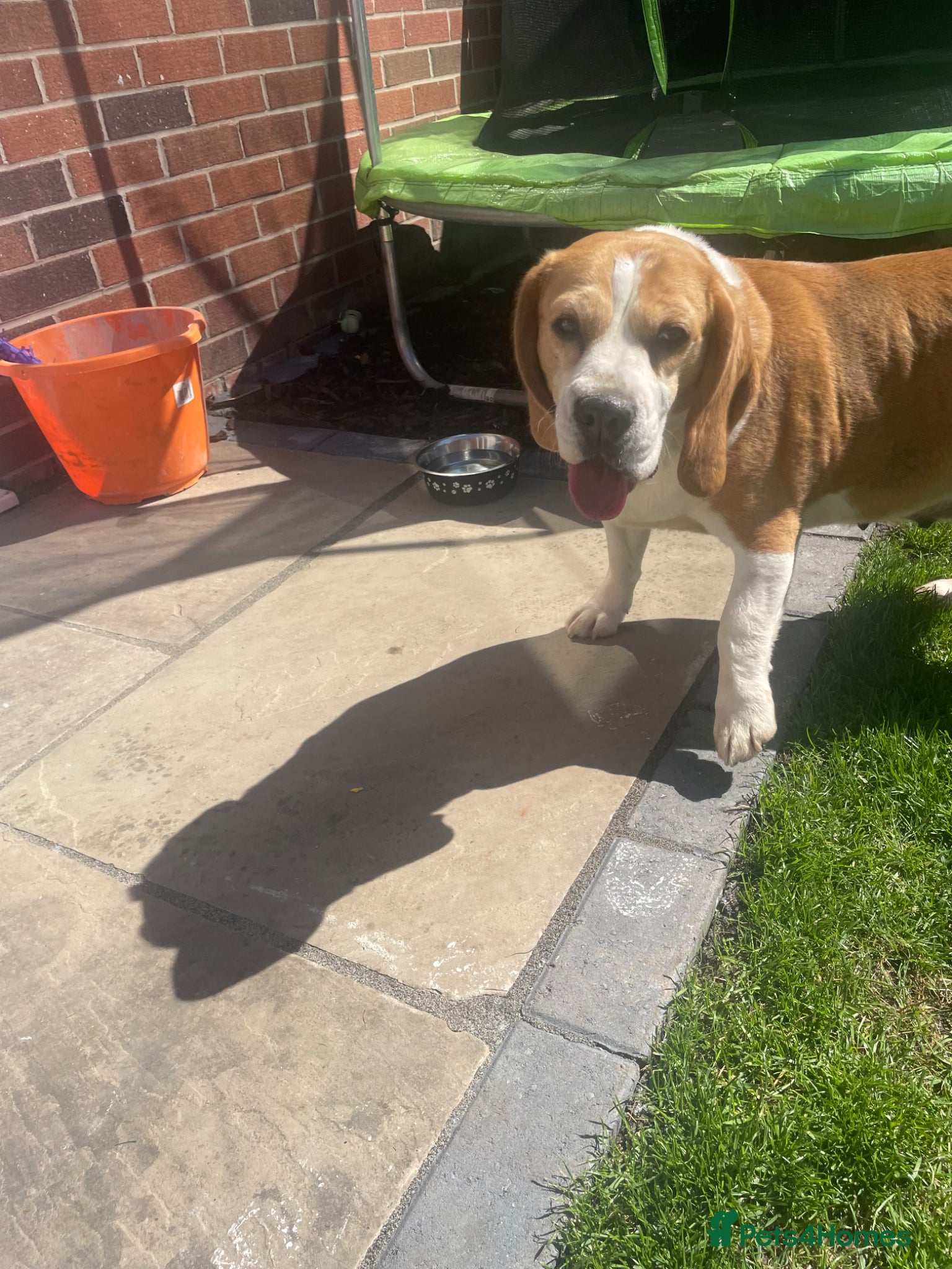 Beagle dogs Beagle  - Advert 1