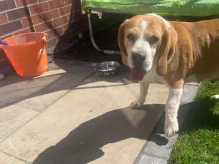 Beagle dogs Beagle - Advert 1