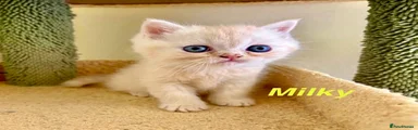 Milky