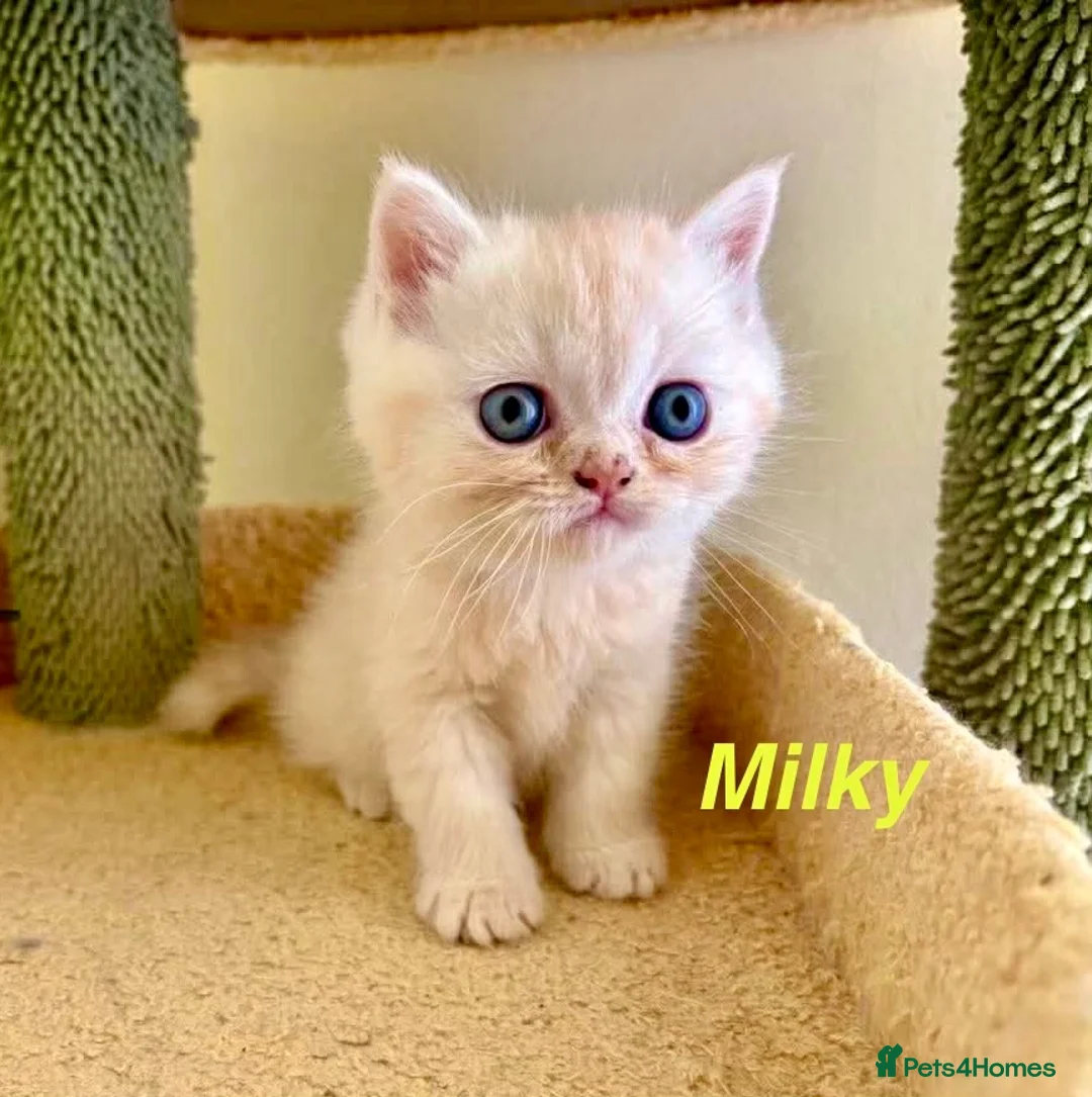 Persian cats for sale: Beautiful Persian Exotic Boy Kittens - Advert 1