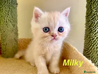 Persian cats Beautiful Persian Exotic Kittens - Advert 9