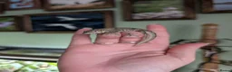 Gecko reptiles for sale: Eurydactylodes agricolae  - Advert 2