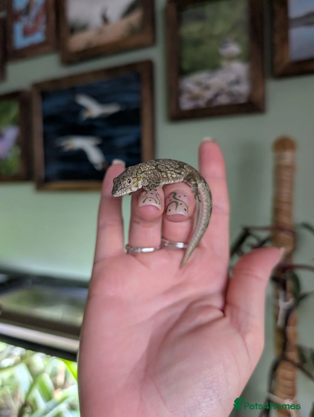 Gecko reptiles for sale: Eurydactylodes agricolae  - Advert 2