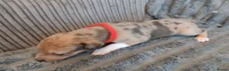 Mixed Breed dogs for sale: Lurcher pups - Advert 26