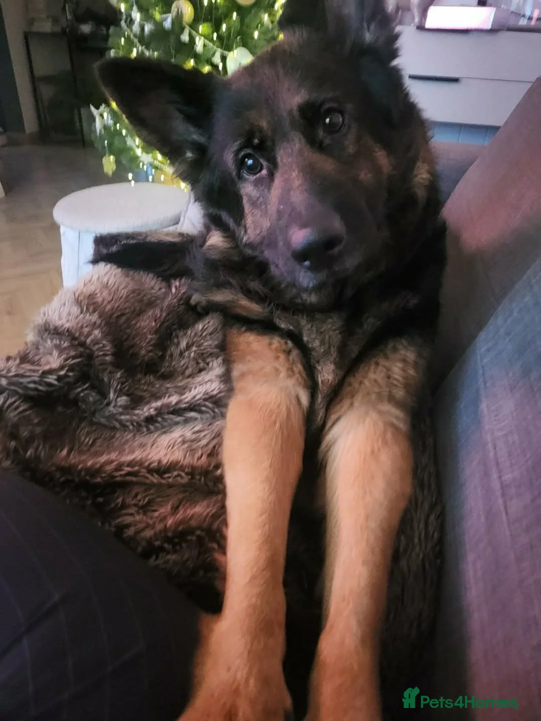 German Shepherd dogs for sale: German Shepherd/Alsatian puppies - Advert 2