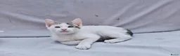 Domestic Shorthair cats for sale: 2 Beautiful kittens  - Advert 2