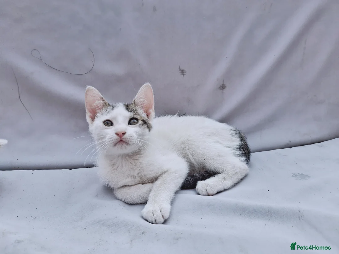 Domestic Shorthair cats for sale: 2 Beautiful kittens  - Advert 2