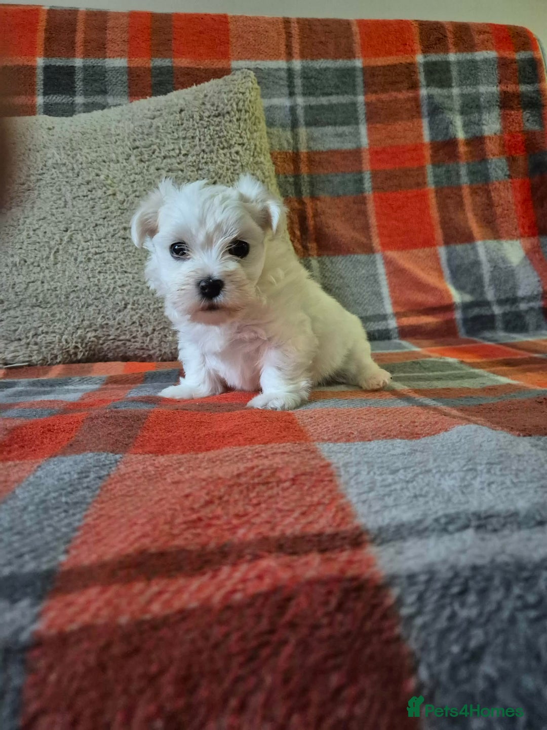 Bichon Frise dogs for sale: Bichon Frise - Advert 7