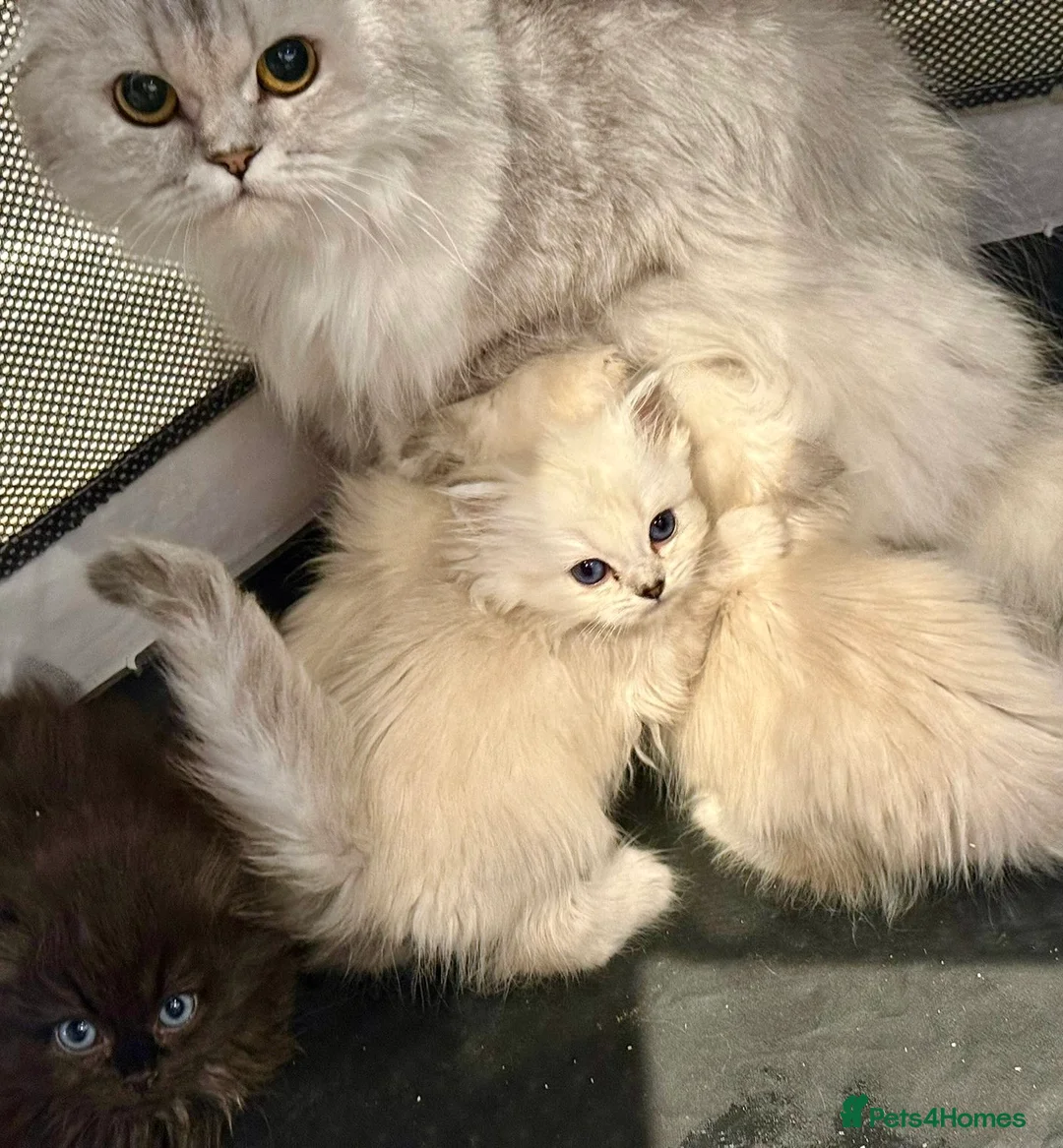 Mixed Breed cats for sale: Ragdoll x Highland Fold ONE GIRL LEFT - Advert 4