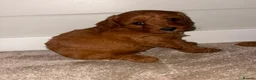 Cavapoo dogs for sale: Beautiful Red F1 Cavapoo puppies - Advert 5