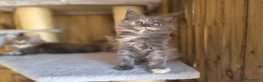 Blue Smoke Tortie Female