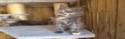 Maine Coon cats for sale: Beautiful Maine Coon Kittens - Advert 14