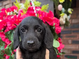 Doxiepoo dogs 🧡💛Adorable Daxipoo Puppies 💜🩷 - Advert 9