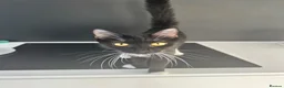 Mixed Breed cats for sale: 5 beautiful tabby kittens  in Ilford - Advert 2