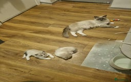 Ragdoll cats for sale: Ragdoll (bicolour)kittens  - Image 3