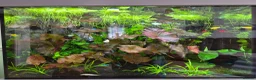 Other/Mixed Breed fish for sale: Fishtank complete with fish - Advert 6
