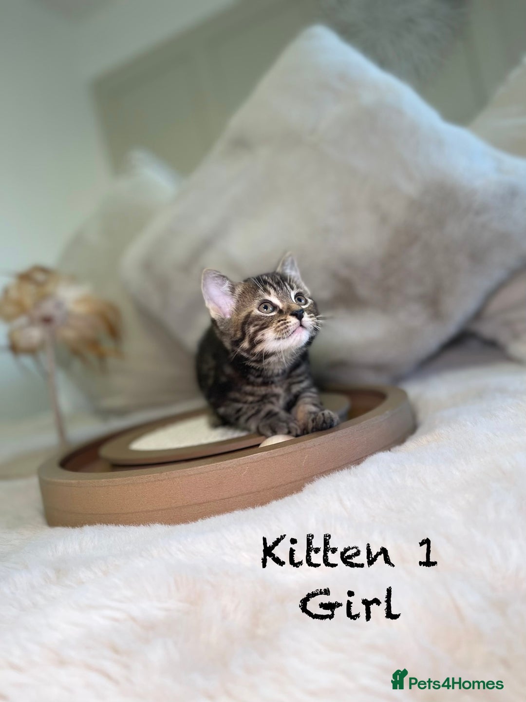 Mixed Breed cats for sale: Stunning kittens 8 weeks old ready now  - Advert 2