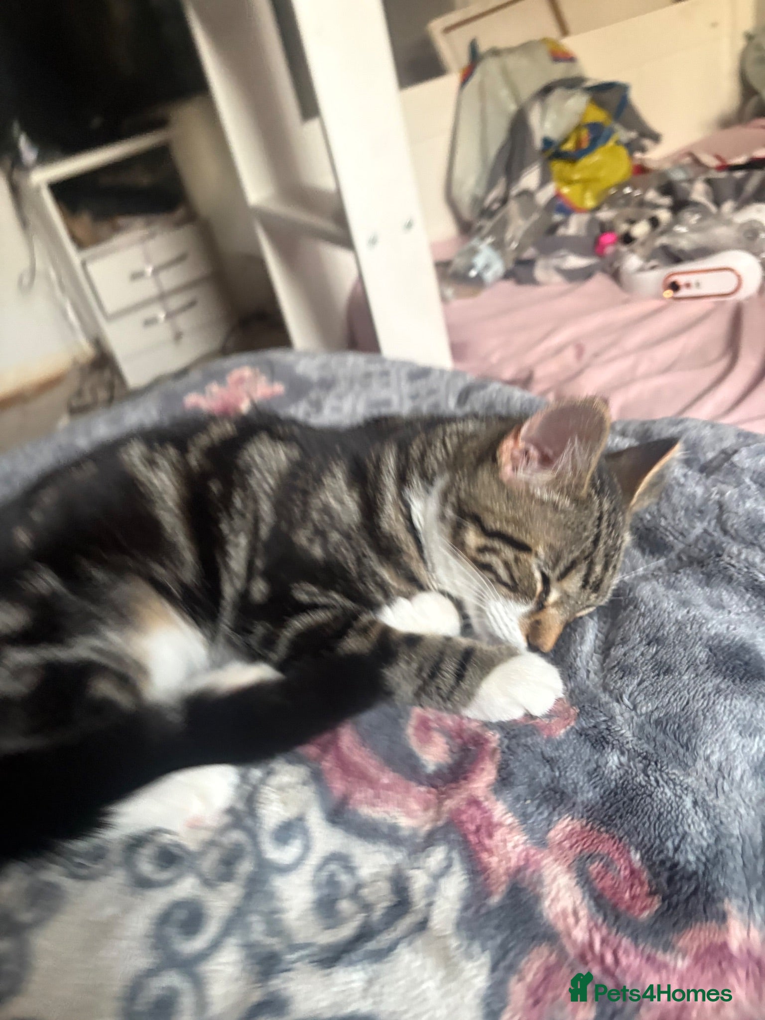 Mixed Breed cats Mixed breed main kitten  - Advert 1