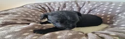 Patterdale Terrier dogs for sale: 1 left - Working Patty Pup - Advert 27