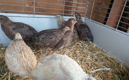 Quail poultry for sale: Female quails looking for a home  - Advert 5