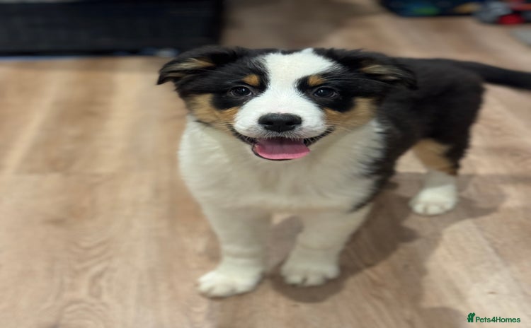 Australian Shepherd dogs 2 KC registered girl Australian Shepard puppy! - Advert 5