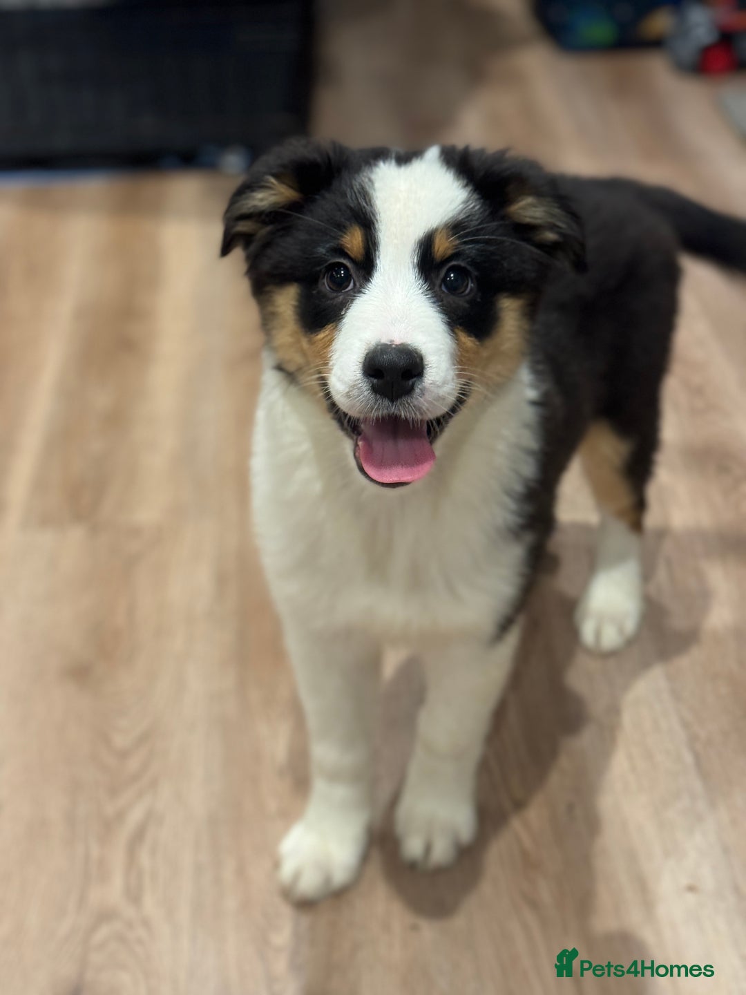 Australian Shepherd dogs for sale: 2 KC registered girl Australian Shepard puppy! - Advert 6