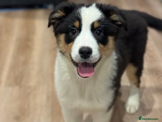 Australian Shepherd dogs 2 KC registered girl Australian Shepard puppy! - Advert 4