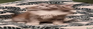 Silver and white male 
