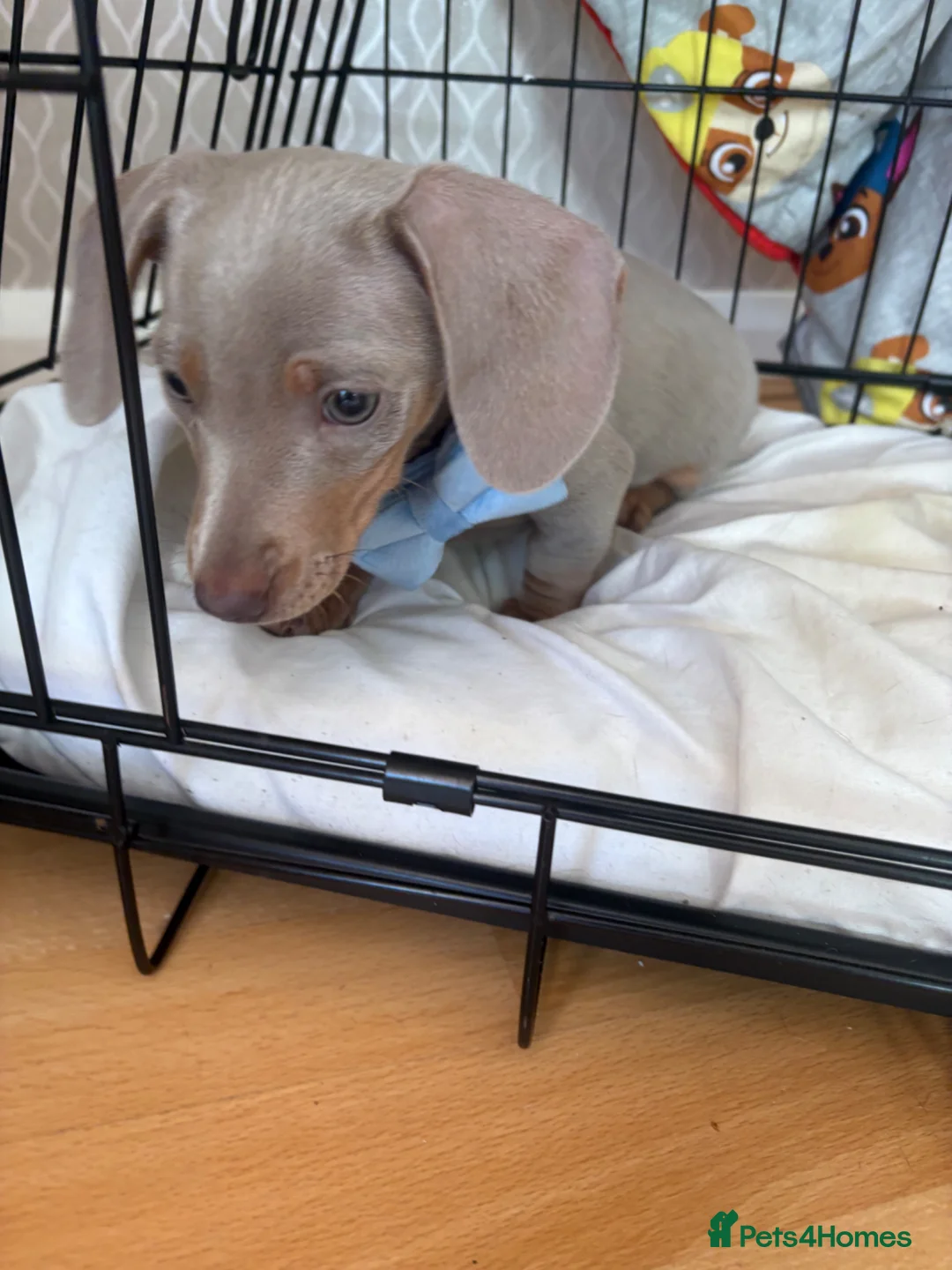 Miniature Dachshund dogs for sale: Baby Bertie  - Advert 4