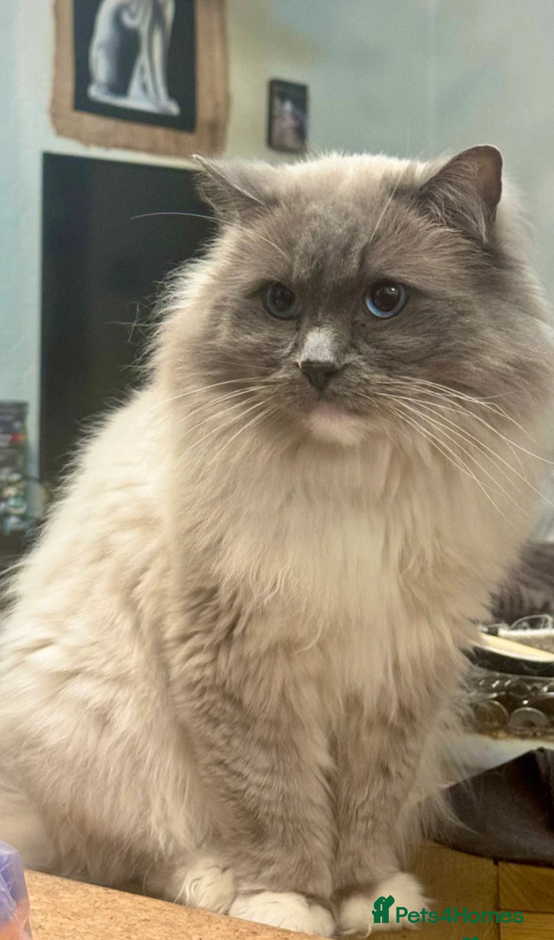 Ragdoll cats for sale: Beautiful Male Ragdolls – Champion Bloodlines - Image 9