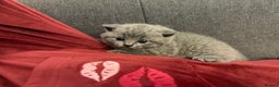 British Shorthair cats for sale: 💙 Beautiful British Shorthair Blue Kittens 💙 - Advert 7
