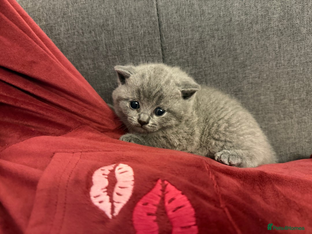 British Shorthair cats for sale: 💙 Beautiful British Shorthair Blue Kittens 💙 - Advert 7