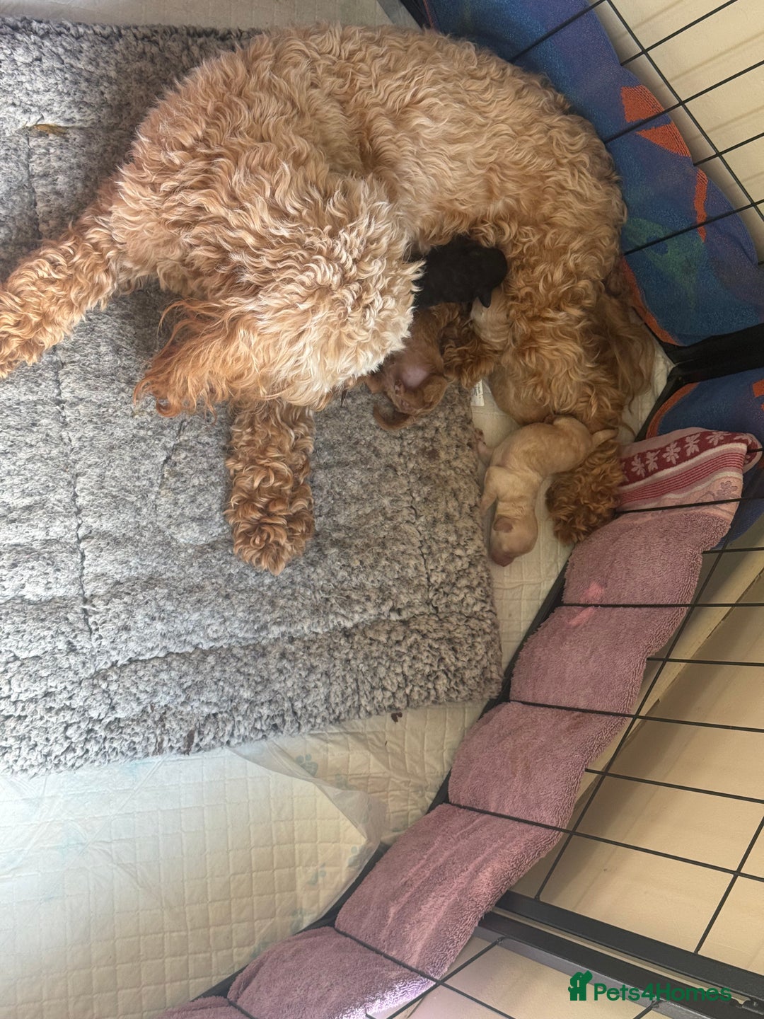 Cockapoo dogs for sale: Toy cockapoo  - Image 13