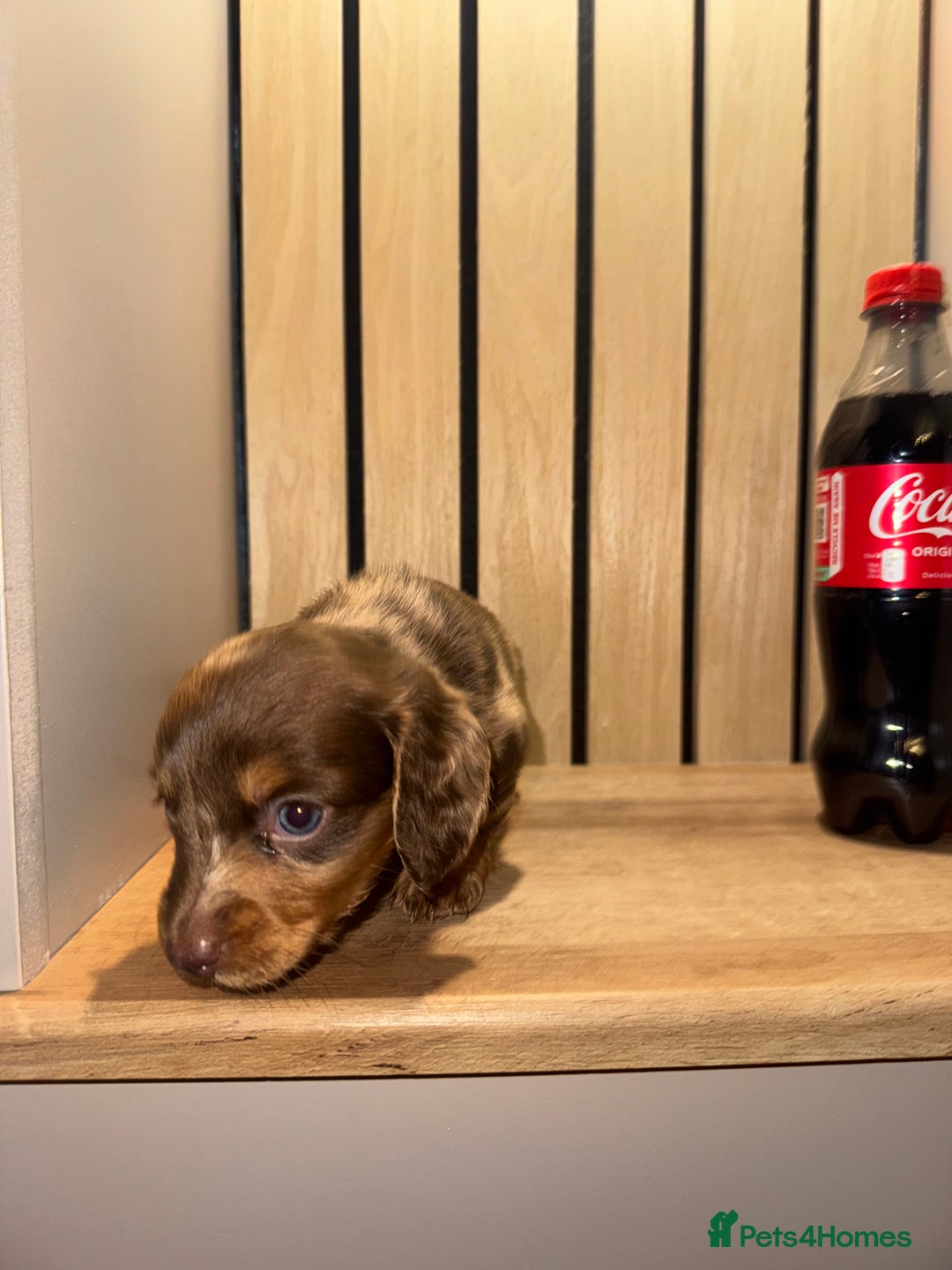 Miniature Dachshund dogs for sale: 2 girls left miniature sausages  - Advert 10