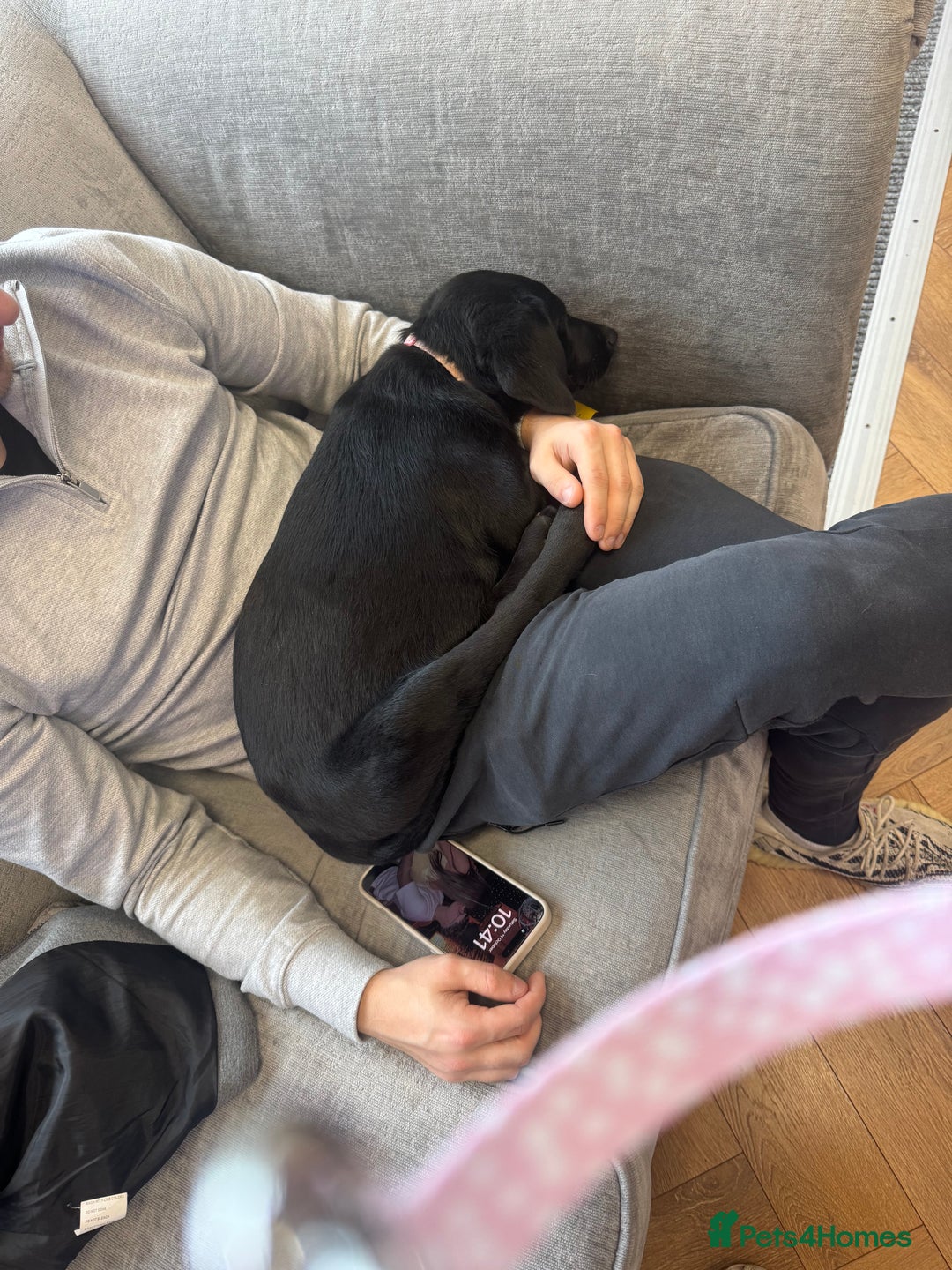 Labrador Retriever dogs for sale: Beautiful 11 week old Lab puppy (female) - Image 6