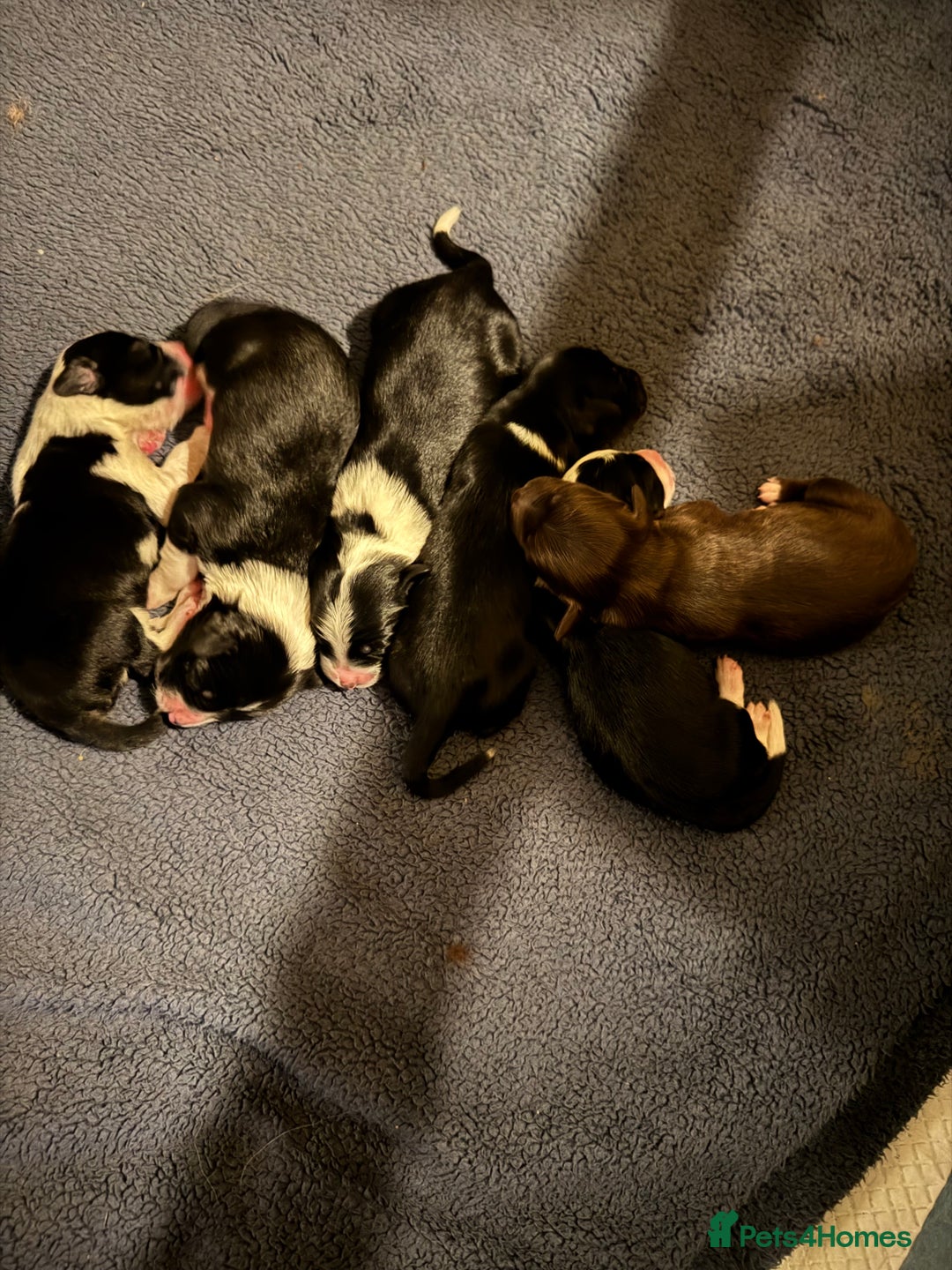 Bordoodle dogs for sale: 🐾 Beautiful Bordoodle Puppies Available 🐾 - Advert 4