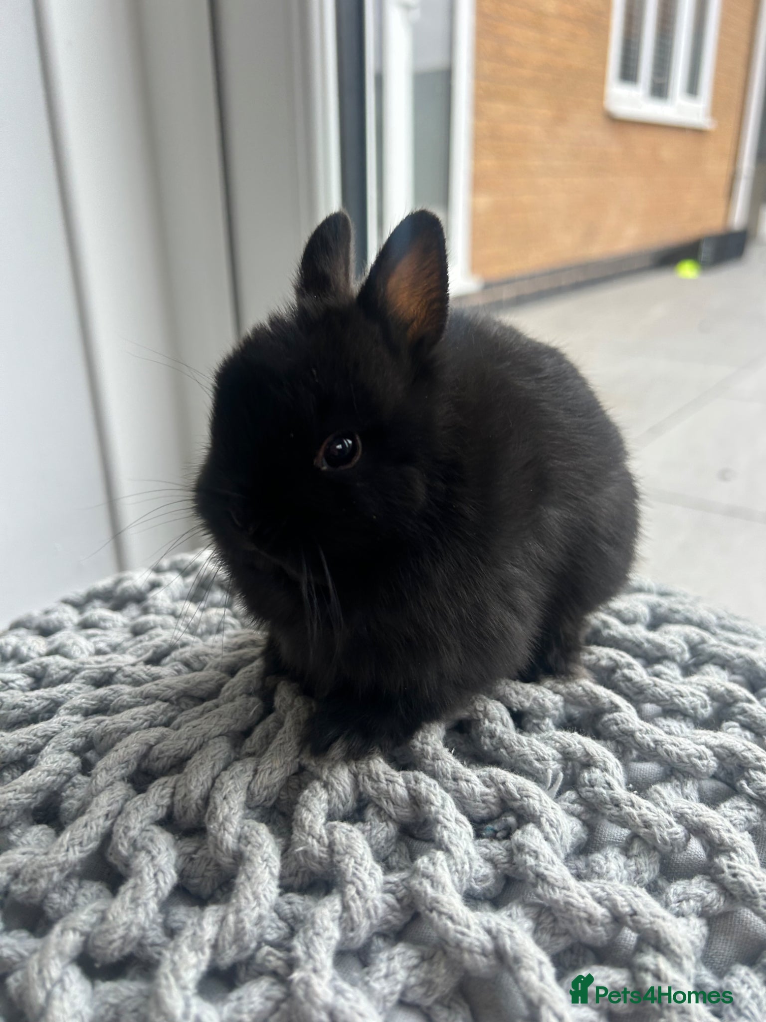 Netherland Dwarf rabbits Netherland dwarf  - Advert 3